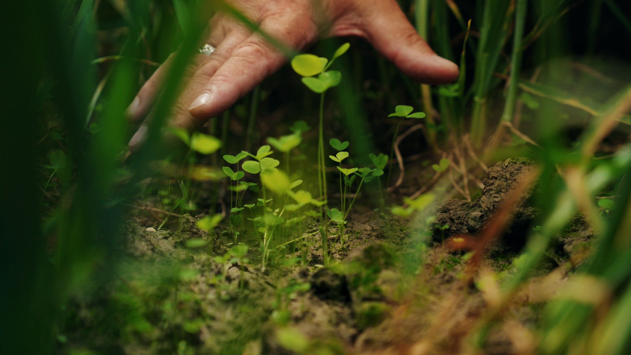 Onze akkerlandschappen zijn primair bedoeld om producten zoals aardappelen, bieten, […]