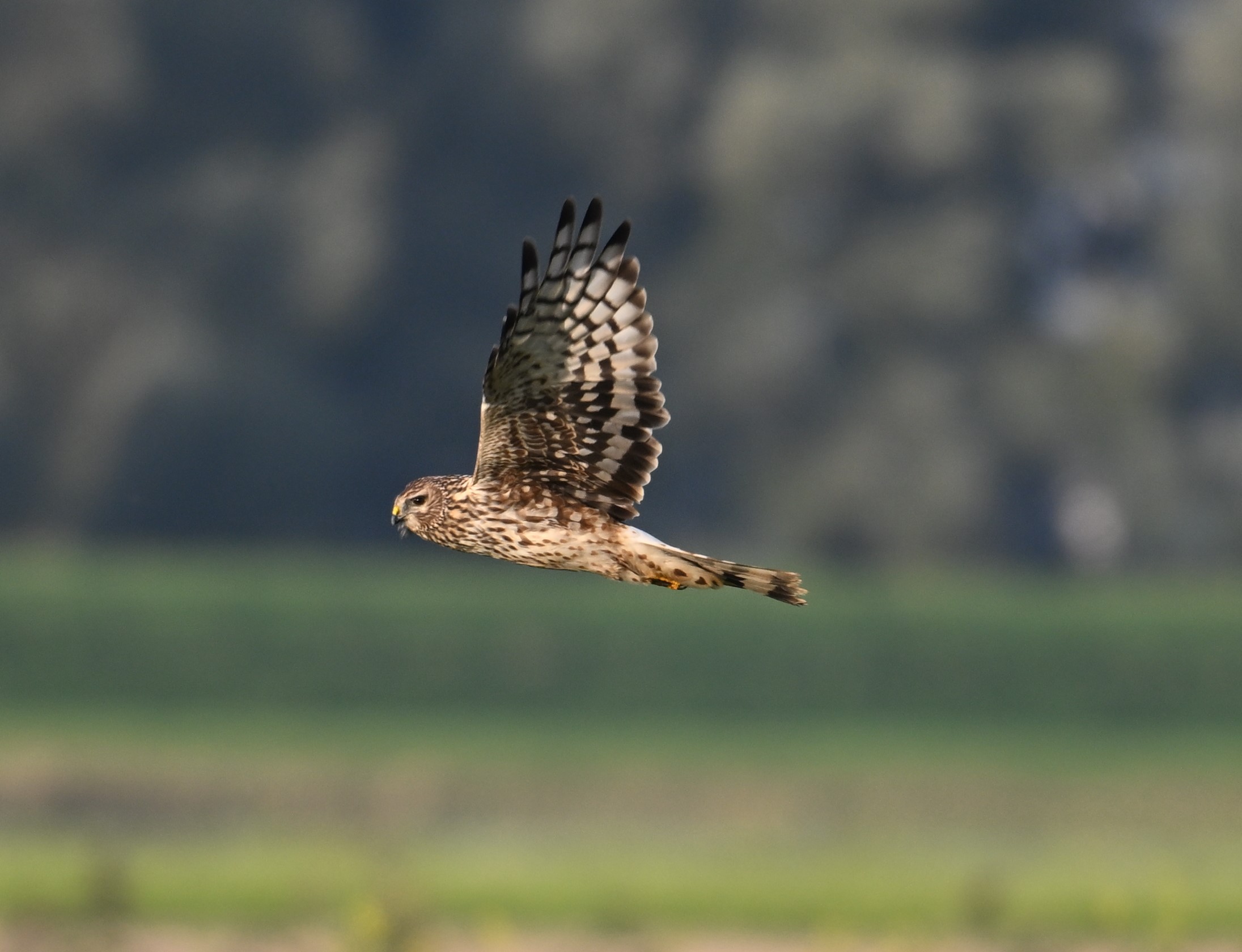 Ben jij een enthousiaste vogelaar, en zou je ons willen […]